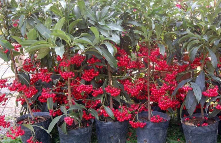 Những loại cây mang tài lộc vào nhà